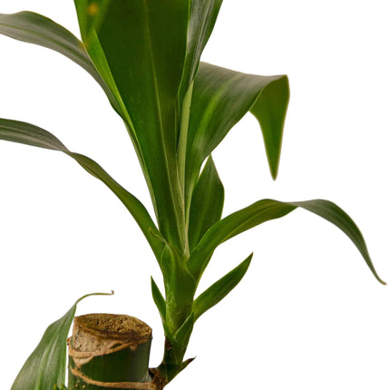 Dracaena Elegance | Live Plant for Indoor & Outdoor | House Plant Decor