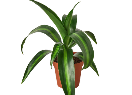 Dracaena 'Massangeana' - 4" Pot