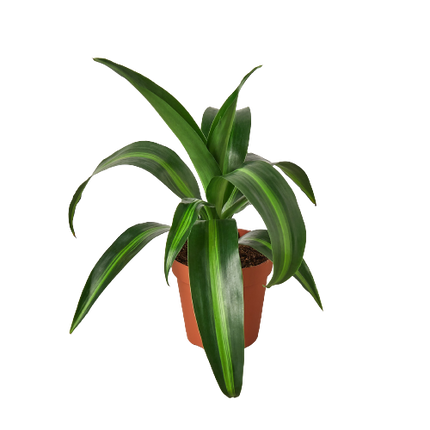 Dracaena 'Massangeana' - 4" Pot | Live Plant for Indoor & Outdoor | House Plant Decor