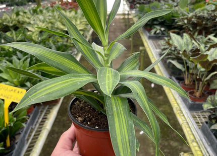 Dracaena 'Song of Jamaica'