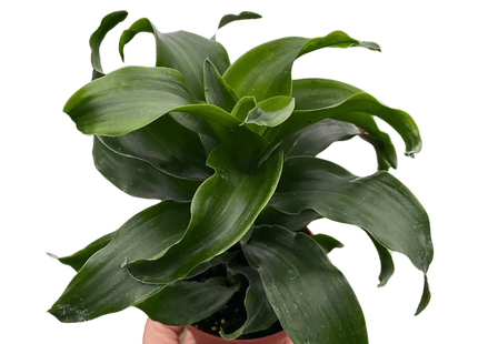 Dracaena 'Twister'