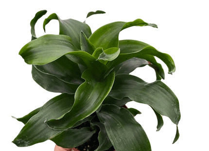 Dracaena 'Twister'