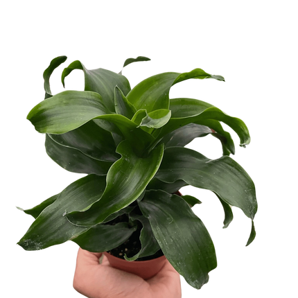 Dracaena 'Twister'