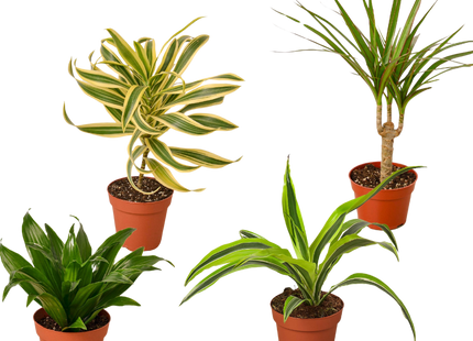 4 Different Dracaenas Variety Pack - Live House Plant - 4" Pot