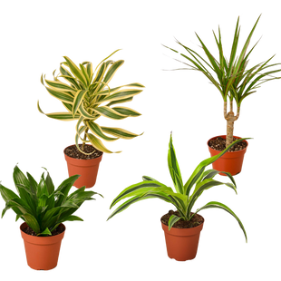 4 Different Dracaenas Variety Pack - Live House Plant - 4" Pot