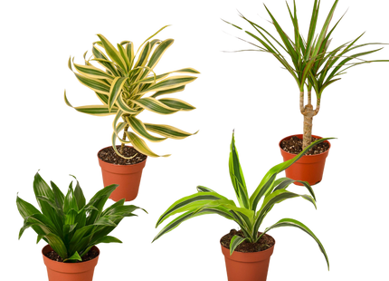 4 Different Dracaenas Variety Pack - Live House Plant - 4" Pot