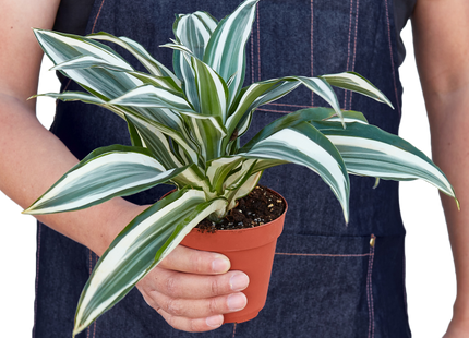 Dracaena 'Warneckii White Jewel'