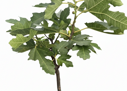 ED Fig