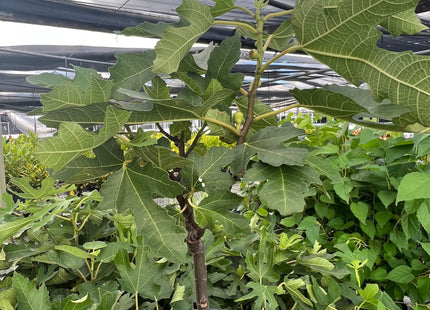 ED Fig