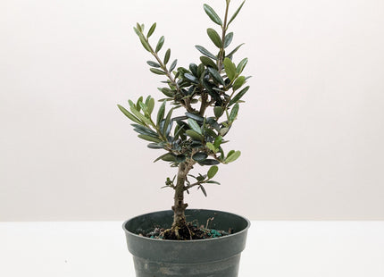 Common Olive Tree (Olea europaea)