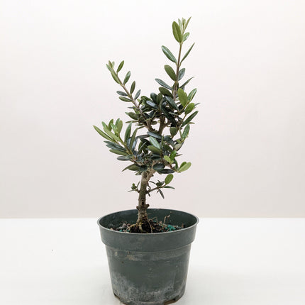 Common Olive Tree (Olea europaea)