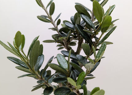 Common Olive Tree (Olea europaea)