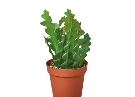 Epiphyllum 'Ric Rac' Cactus