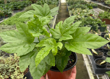 Fatsia 'Japonica'