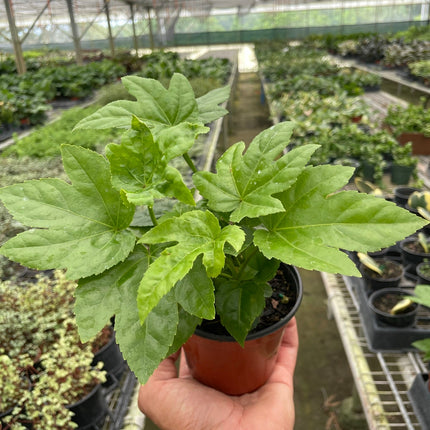 Fatsia 'Japonica' | Live Plant for Indoor & Outdoor | House Plant Decor