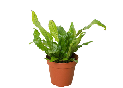 Fern 'Crocodile'
