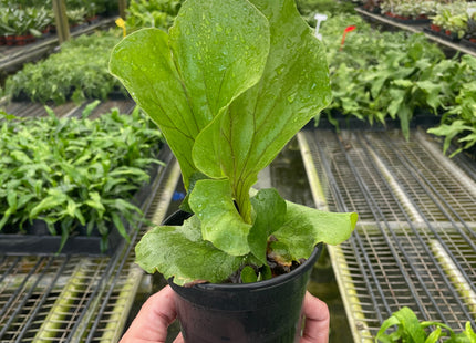 Fern 'Elephant'