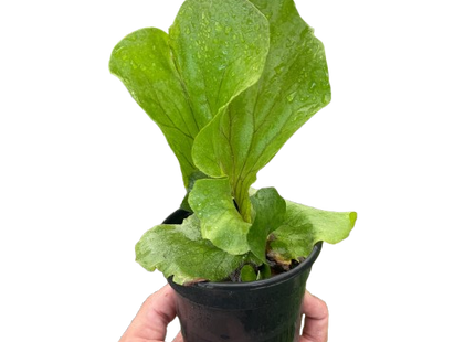 Fern 'Elephant'