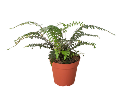 Fern Glowstar - 4" Pot