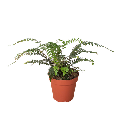 Fern Glowstar - 4" Pot | Live Plant for Indoor & Outdoor | House Plant Decor