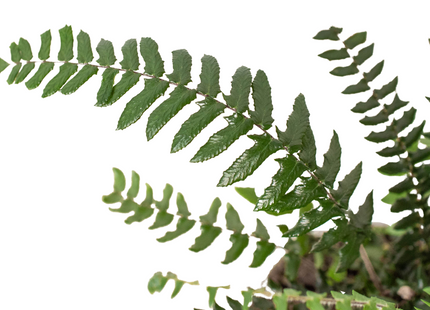Fern Glowstar - 4" Pot