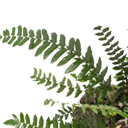 Fern Glowstar - 4" Pot | Live Plant for Indoor & Outdoor | House Plant Decor