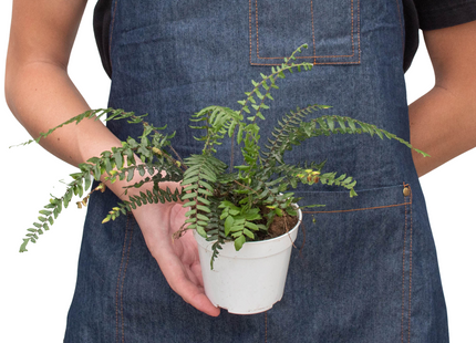 Fern Glowstar - 4" Pot