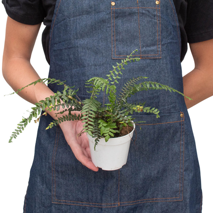 Fern Glowstar - 4" Pot | Live Plant for Indoor & Outdoor | House Plant Decor