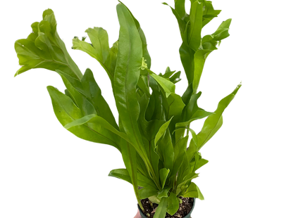 Fern 'Green Flame'