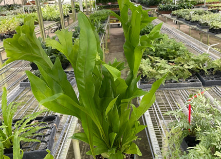 Fern 'Green Flame'