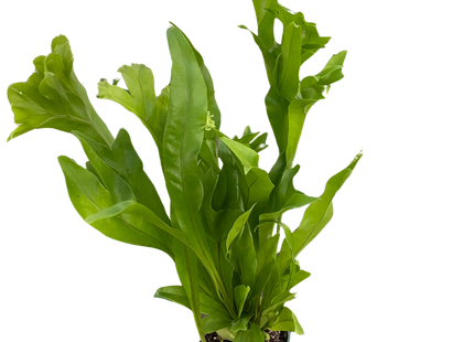 Fern 'Green Flame'
