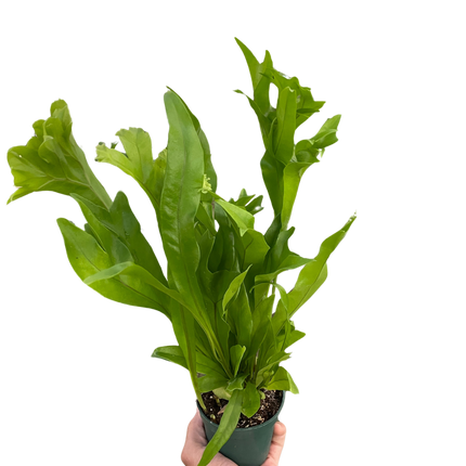 Fern 'Green Flame'