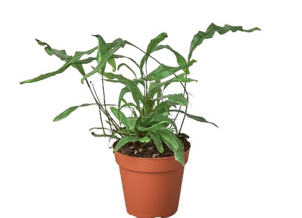 Fern 'Kangaroo Paw'