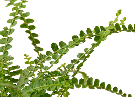 Fern 'Lemon Button'