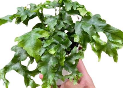 Fern 'Nicolas Diamond'