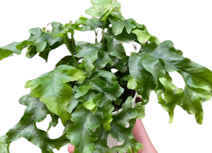 Fern 'Nicolas Diamond'