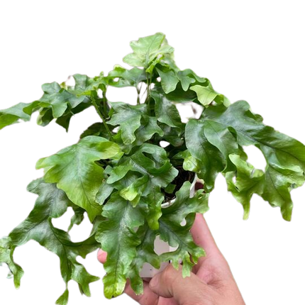Fern 'Nicolas Diamond'