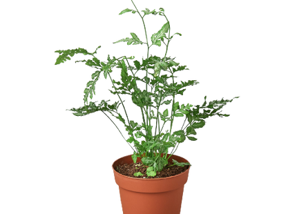 Fern 'Silver Lace'
