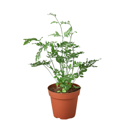 Fern 'Silver Lace'