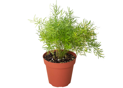 Fern 'Sprengeri'