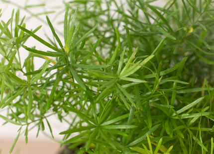 Fern 'Sprengeri'