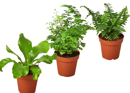 3 Fern Variety Pack - Live Plants - 4" Pot - House Plant