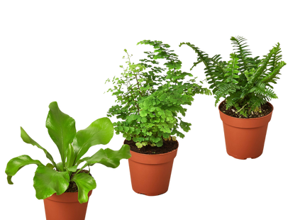 3 Fern Variety Pack - Live Plants - 4" Pot - House Plant