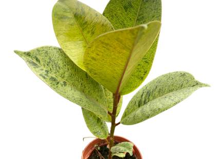 Ficus 'shivereana' (Moonshine)
