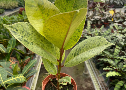 Ficus 'shivereana' (Moonshine)