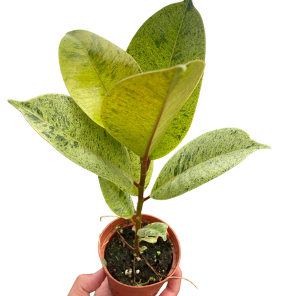 Ficus 'shivereana' (Moonshine)