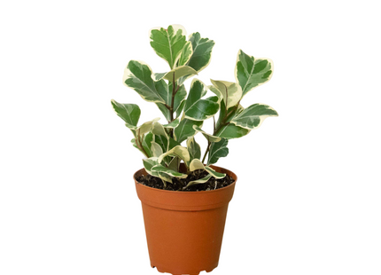 Ficus Elastica 'Triangularis' Variegated