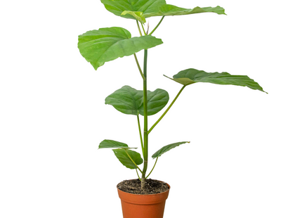 Ficus 'Umbellata'