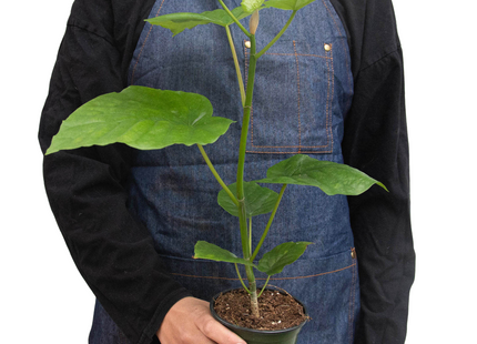 Ficus 'Umbellata'