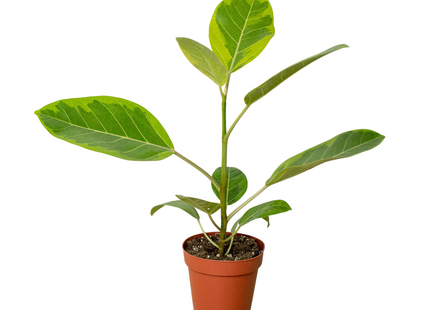 Ficus Altissima 'Yellow Gem'